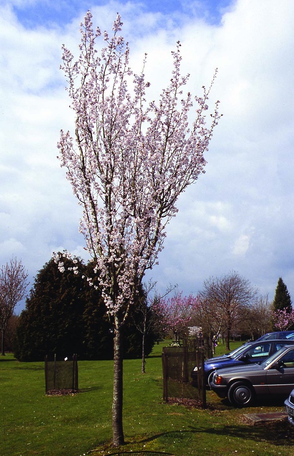 Ideal Trees for Narrow Spaces Hillier Trees